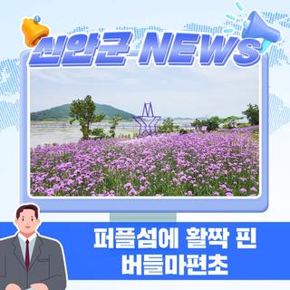 퍼플섬에 활짝 핀 버들마편초!!