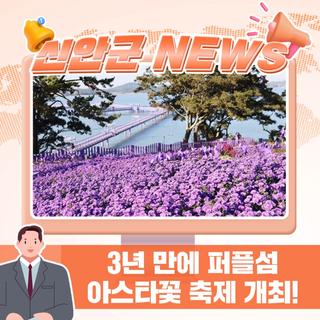 3년 만에 돌아온 신안 퍼플섬 아스타꽃 축제