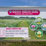 7월이 가기 전 꼭 봐야하는 이천 여름 풍경 ‘성호호수 연꽃단지’ | 서포터즈