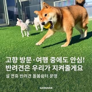✨ 2026 설 연휴 강남구 반려견 돌봄 쉼터 운영