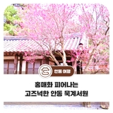 홍매화 피어나는 고즈넉한 안동 묵계서원