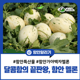 달콤함의 끝판왕 함안 가야 백자 멜론