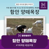 푸른 들판 위를 거니는 양 친구와 함께하는 특별한 하루,함안 양떼목장