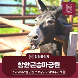 [함안 체험여행] 동물 교감부터 승마까지 즐기는 함안군승마공원