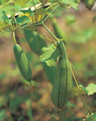 10월의 제철음식(수세미, 호두, 서리태)