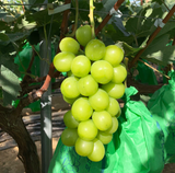 달콤하고 상콤한 초록 동그라미( 보은 샤인머스켓)