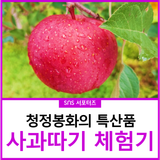 청정봉화 특산품 사과 수확하던 날