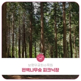 보령무궁화수목원 편백나무숲 피크닉장