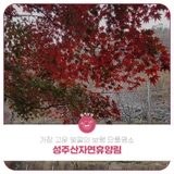 가장 고운 빛깔의 보령 단풍명소 성주산자연휴양림
