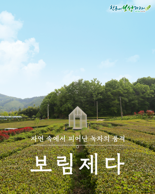 자연 속에서 피어난 녹차의 품격, 보성 보림제다