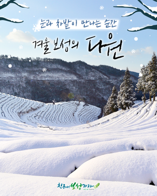 [보성관광] 눈과 차밭이 만나는 순간, 겨울 보성의 다원