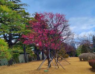 유엔기념공원과 대연수목원에 홍매화와 매화가 봄을 알리고 있어요