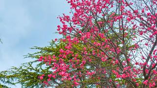 홍매화가 찾아온 부산 유엔공원의 봄