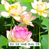 감성 가득한 여름 산책 삼락생태공원 연꽃 단지