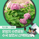 [북구 기자단] 대구 가볼 만한 곳, 운암지 수변공원 수국 보면서 산책해요! - 백은영 기자