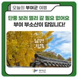 단풍 보러 멀리 갈 필요 없어요 부여 부소산이 답입니다!