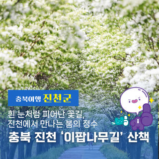 ❄ 5월에 내린 눈, 진천 이팝나무길 산책