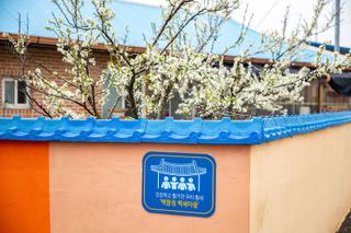 청양 숨겨진 벚꽃명소에서 벚꽃구경과 엔딩을 동시에 즐기다