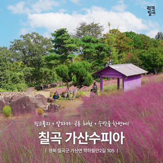 [칠곡곳곳] 10월 가을 여행지 추천 핑크뮬리 명소 '가산수피아' 운영시간, 주차장 안내