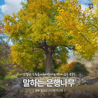 [칠곡곳곳] 경북 칠곡군 11월 가볼만한곳 : 2025 수능 맞이 소원 빌기 좋은 '말하는 은행나무'