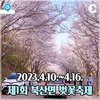 제1회 북산면 벚꽃축제 개최! 2023.4.10.~4.16. [춘천 가볼만한곳]