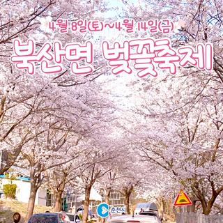 부귀리 벚꽃! 축제로 즐겨봐! 제1회 북산면 벚꽃축제 2023.4.8.~4.14. [춘천 가볼만한곳]