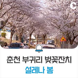 춘천 부귀리 벚꽃잔치! 설레나 봄! 2024.4.6.(토)~14.(일) [춘천 가볼만한곳]