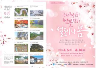 춘천 부귀리 벚꽃축제 실시간 개화 현황 ※촬영일 2024.4.9.(화)