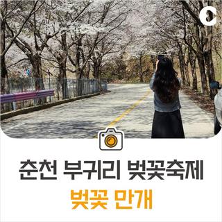춘천 부귀리 벚꽃축제 벚꽃 만개! *촬영일 : 2024.4.12.(금) [춘천 가볼만한곳]