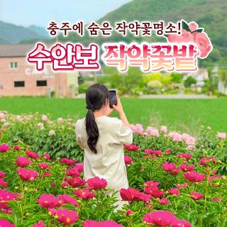 충주여행 숨은 작약꽃 명소ㅣ'수안보 작약 꽃밭'
