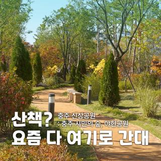 충주 신상 산책로! 시민의 숲과 야현공원에서 즐기는 가을 산책