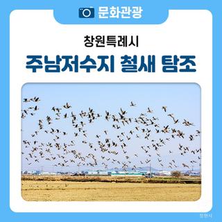 창원 주남저수지 철새 탐조