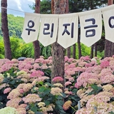 2025 공주 여름축제, 유구색동수국정원 꽃 축제 현장스케치
