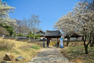 향긋한 봄이 가득한 대전 '소대헌 호연재 고택'