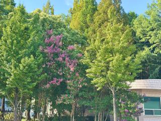 여름에 피어난 핑크빛 배롱나무 명소 '비래근린공원'