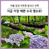 [대구 달서구] 여름의 시작, 수국과 함께 걷기 좋은 산책길 명소