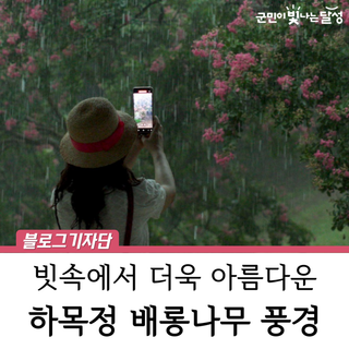 [영상] 대구 달성 하목정 배롱나무 풍경 :: 빗속에서 더욱 빛나요