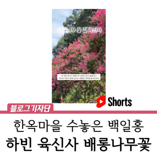 대구 배롱나무 꽃길, 하빈면 육신사 :: 달성군 여름풍경