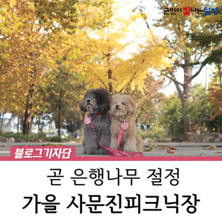 화원 사문진피크닉장 은행나무 단풍 현황 및 방문 안내