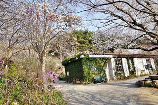 아미미술관 벚꽃 진달래 봄꽃 만개, 이곳은 꽃들이 있는 세상이다.