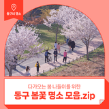다가오는 봄 나들이를 위한 동구 봄꽃 명소 모음.zip :: 벚꽃 명소, 이팝나무, 개나리