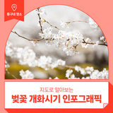 지도로 알아보는 벚꽃 개화시기 인포그래픽 :: 대구 벚꽃 개화시기, 대구 동구 벚꽃 명소