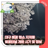 대구 벚꽃 명소 지저동 벚꽃터널 개화 시기 및 정보