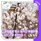 대구 벚꽃 명소 실시간 옻골마을 사진 스팟 추천!
