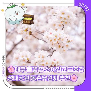 대구 봄꽃 명소 아양교 금호강생태공원 동촌유원지 추천