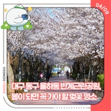 대구 동구 율하동 반계근린공원, 봄이 되면 꼭 가야 할 벚꽃 명소
