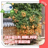 대구 능소화, 배롱나무꽃 숨은 스팟 옻골마을-13기 백은영 기자