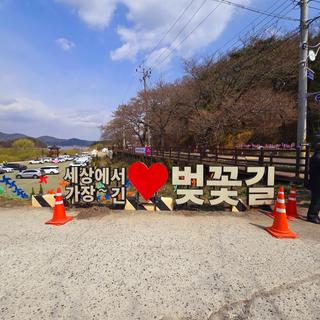 2025 대청호 벚꽃축제 첫날 후기 <다양한 부스와 함께하는 그린 피크닉>