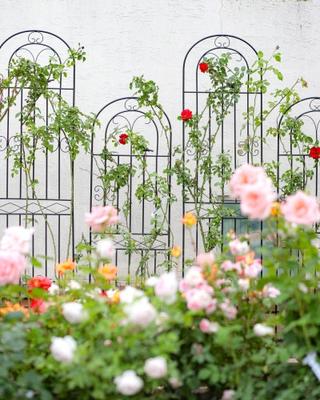 2025년 대청호 장미전시회 '다시 피는 설렘, 대청호의 장미 이야기' 가족 나들이 / 드라이브 추천 코스