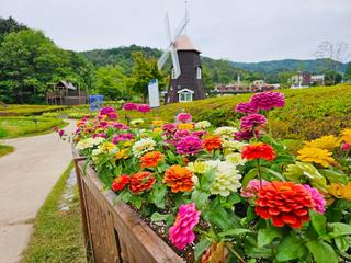 향기로운 장미가 가득 핀 <제2회 대청호장미전시회> 방문